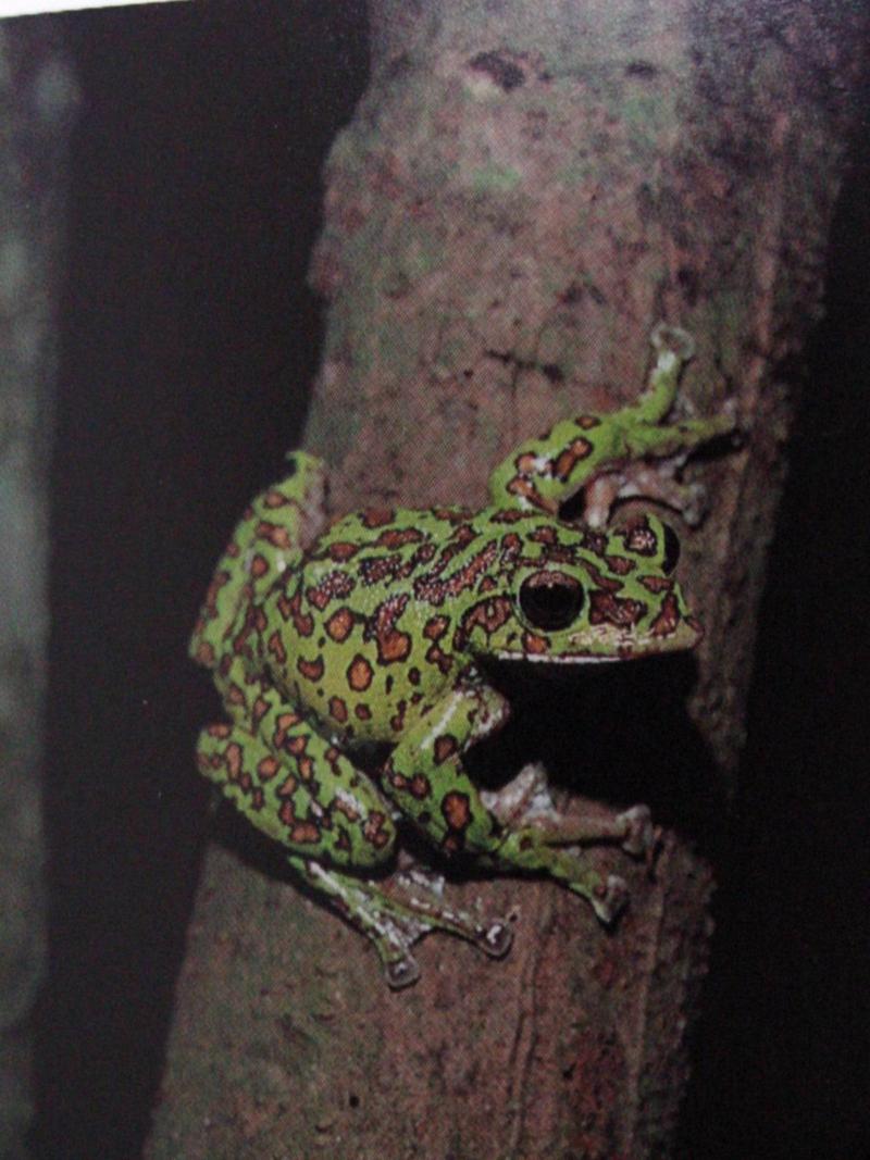 산청개구리 Rhacophorus schlegelii (Schlegel's Green Tree Frog); DISPLAY FULL IMAGE.