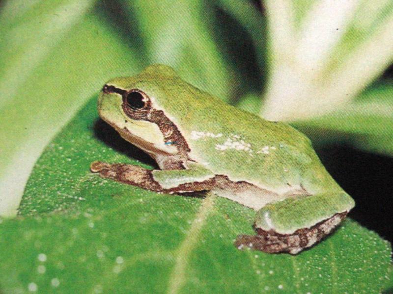 청개구리 Hyla arborea (Common Tree Frog); DISPLAY FULL IMAGE.