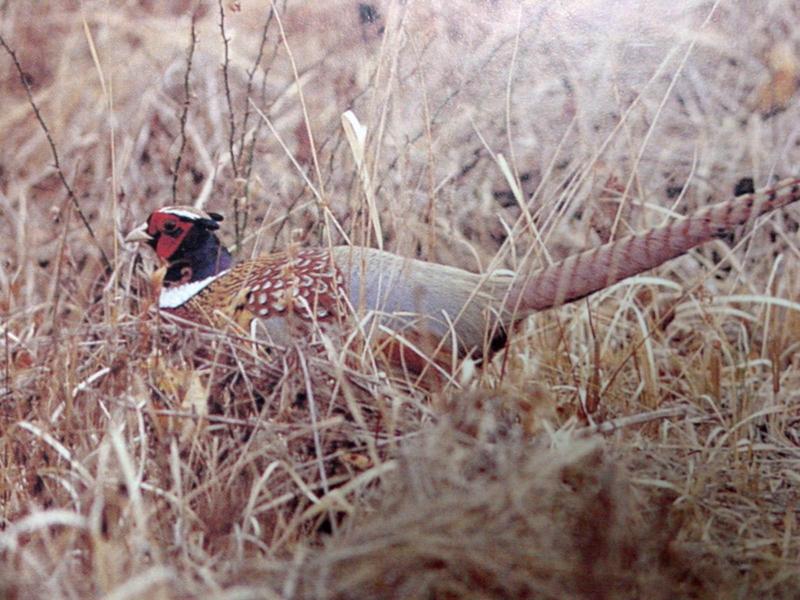 꿩 Phasianus colchicus karpowi (Ring-necked Pheasant); DISPLAY FULL IMAGE.
