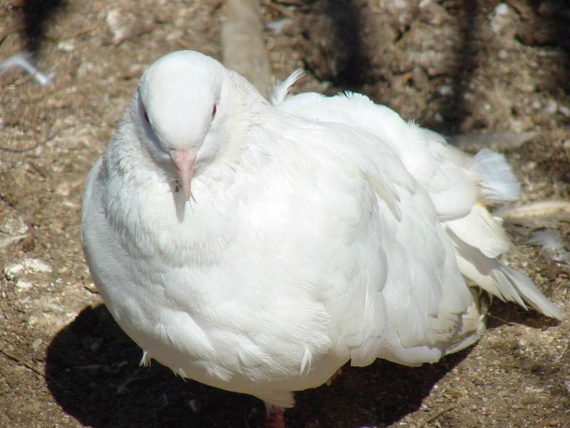 흰색 부채비둘기 (White Fantail Pigeon); DISPLAY FULL IMAGE.