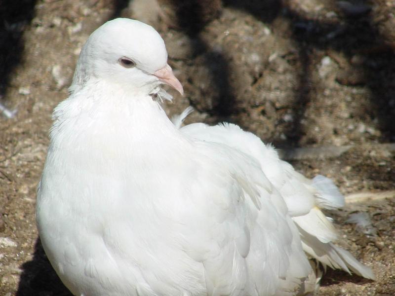 흰색 부채비둘기 (White Fantail Pigeon); DISPLAY FULL IMAGE.