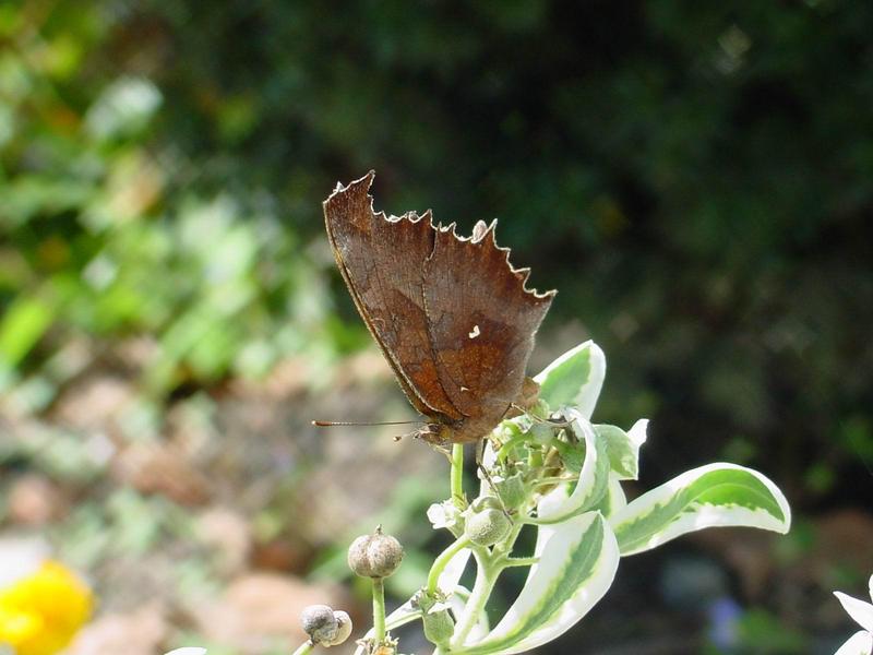 네발나비 가을형 - Polygonia c-aureum (Asian Comma Butterfly); DISPLAY FULL IMAGE.