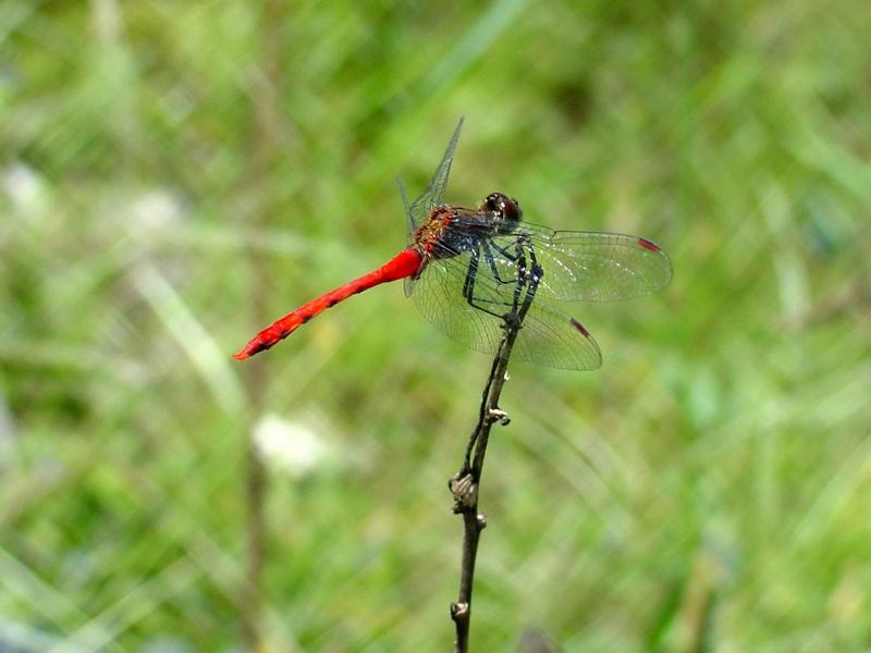 고추잠자리??? --> 두점박이좀잠자리(성숙 수컷) Sympetrum eroticum (Darter Dragonfly); DISPLAY FULL IMAGE.