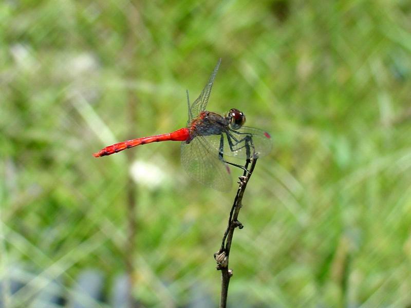 고추잠자리??? --> 두점박이좀잠자리(성숙 수컷) Sympetrum eroticum (Darter Dragonfly); DISPLAY FULL IMAGE.