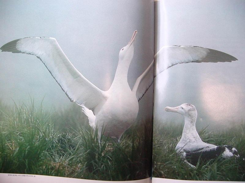 신천옹 한쌍 (Albatross); DISPLAY FULL IMAGE.