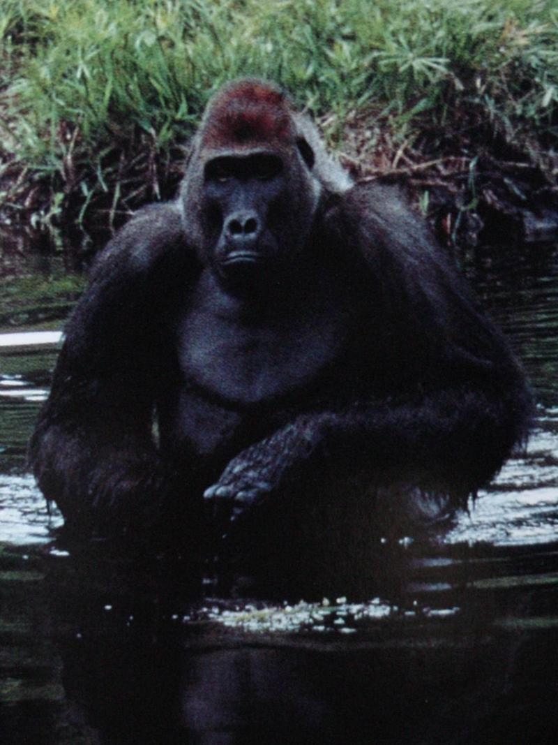 로랜드고릴라 (Lowland Gorilla - Silverback); DISPLAY FULL IMAGE.