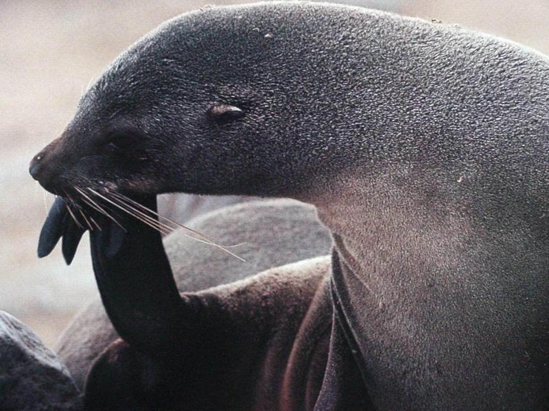 남아프리카물개 (South African Fur Seal); DISPLAY FULL IMAGE.