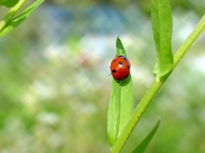 칠성무당벌레(Coccinella septempunctata) - Seven-spotted Ladybug; DISPLAY FULL IMAGE.
