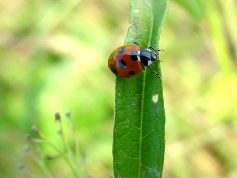 칠성무당벌레(Coccinella septempunctata) - Seven-spotted Ladybug; DISPLAY FULL IMAGE.