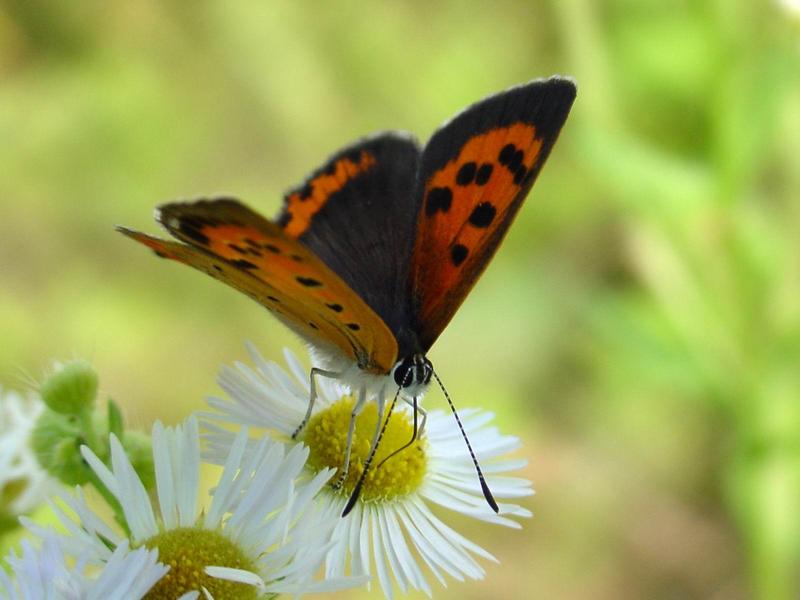 작은주홍부전나비 (Lycaena phlaeas) - Small Copper Butterfly; DISPLAY FULL IMAGE.