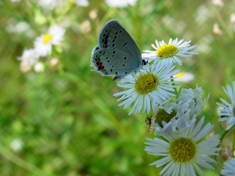 암먹부전나비(Everes argiades) - Short-tailed Blue Butterfly; DISPLAY FULL IMAGE.