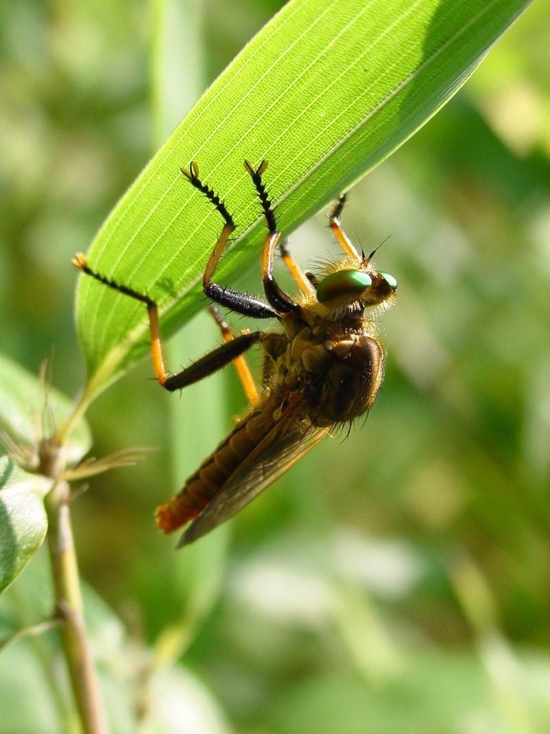 왕파리매(Cophinopoda chinensis) - Chinese King Robber Fly; DISPLAY FULL IMAGE.