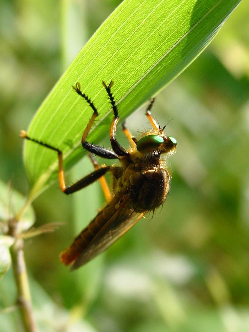 왕파리매(Cophinopoda chinensis) - Chinese King Robber Fly; DISPLAY FULL IMAGE.