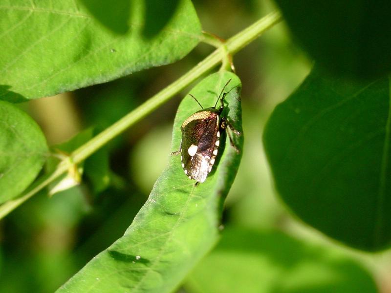 노린재 종류 --> 깜보라노린재(紫藍曼椿象) Menida violacea (Pentatomidae); DISPLAY FULL IMAGE.