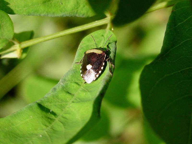 노린재 종류 --> 깜보라노린재(紫藍曼椿象) Menida violacea (Pentatomidae); DISPLAY FULL IMAGE.