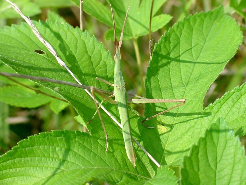 방아깨비 (Acrida cinerea) 수컷 - Green Hopper; DISPLAY FULL IMAGE.
