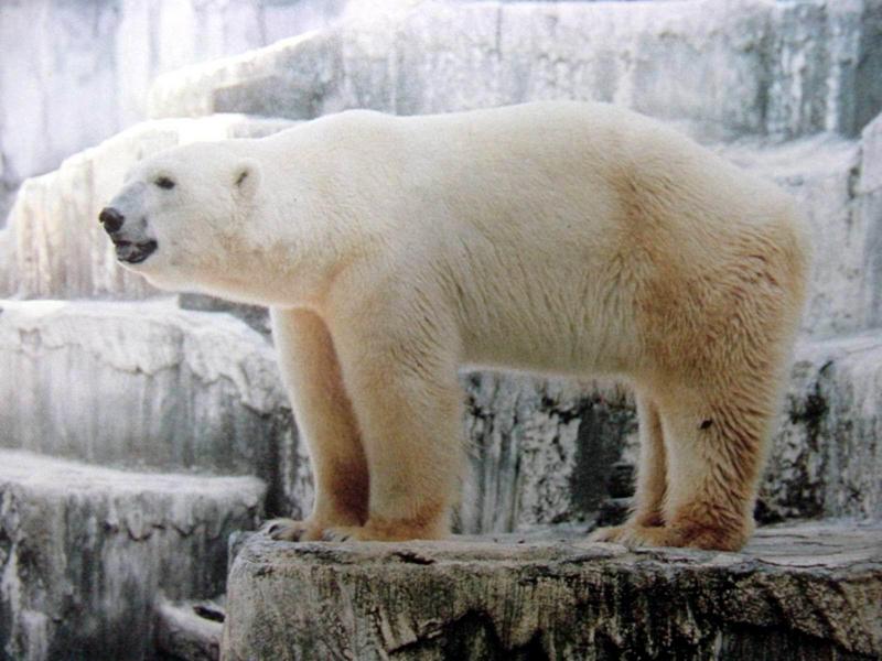 북극곰 Ursus maritimus (Polar Bear); DISPLAY FULL IMAGE.