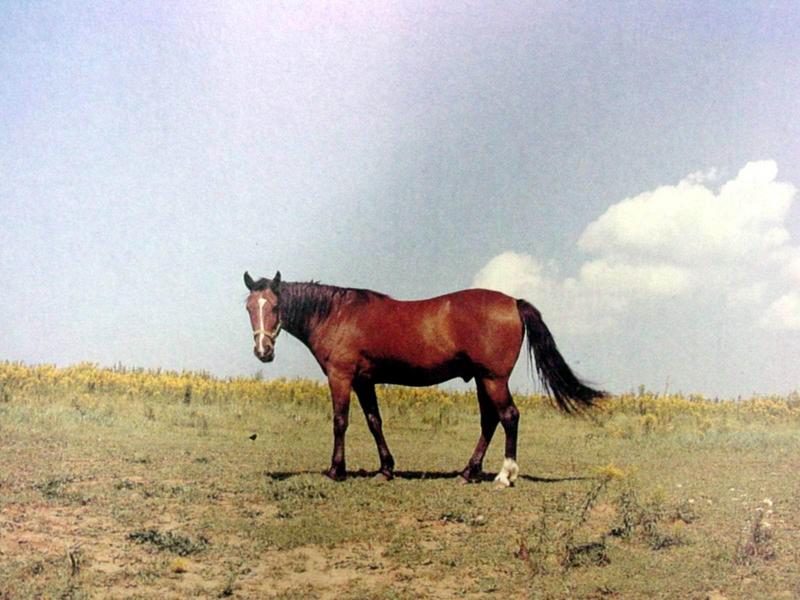 말 Equus caballus (Domestic Horse); DISPLAY FULL IMAGE.