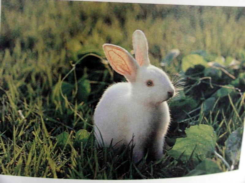 집토끼 Oryctolagus cuniculus (Domestic Rabbit); DISPLAY FULL IMAGE.