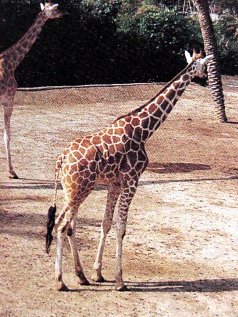 기린 Giraffa camelopardalis (Giraffe); DISPLAY FULL IMAGE.