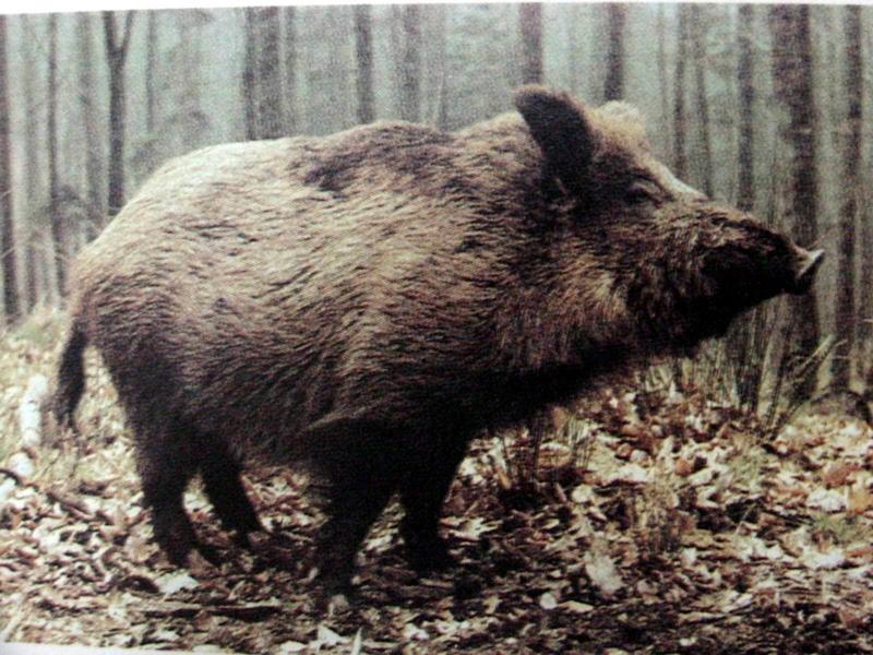 멧돼지 Sus scrofa coreanus (Wild Boar); DISPLAY FULL IMAGE.