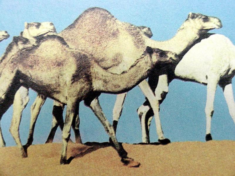 단봉낙타 Camelus dromedarius (Dromedary Camel); DISPLAY FULL IMAGE.