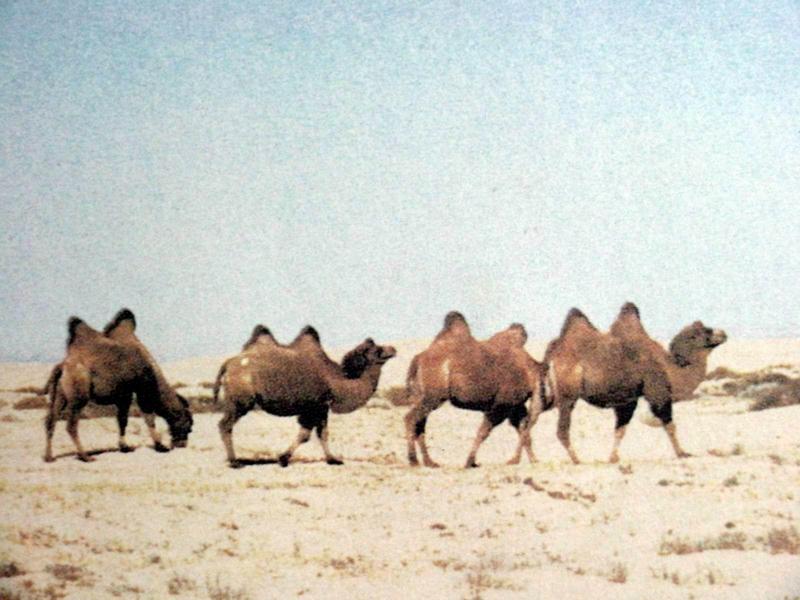 쌍봉낙타 Camelus bactrianus (Bactrian Camel); DISPLAY FULL IMAGE.