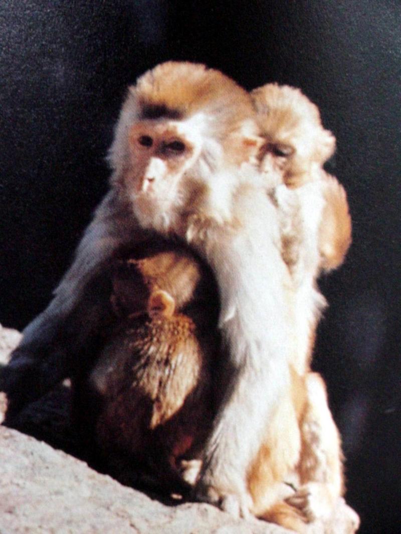 히말라야원숭이(붉은원숭이) Macaca mulatta (rhesus monkey); DISPLAY FULL IMAGE.