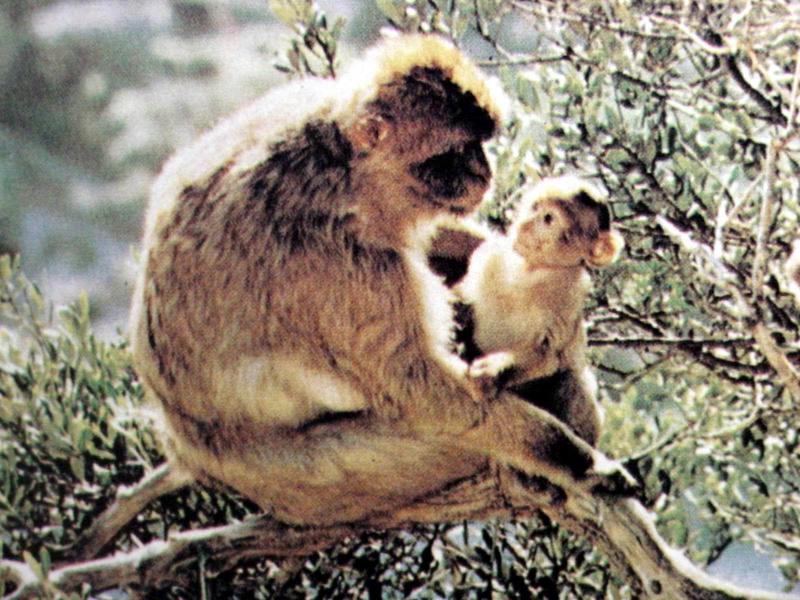 바바리원숭이 Macaca sylvanus (Barbary Macaque); DISPLAY FULL IMAGE.