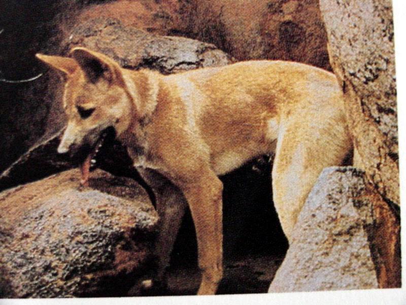 딩고 Canis lupus dingo (Dingo); DISPLAY FULL IMAGE.