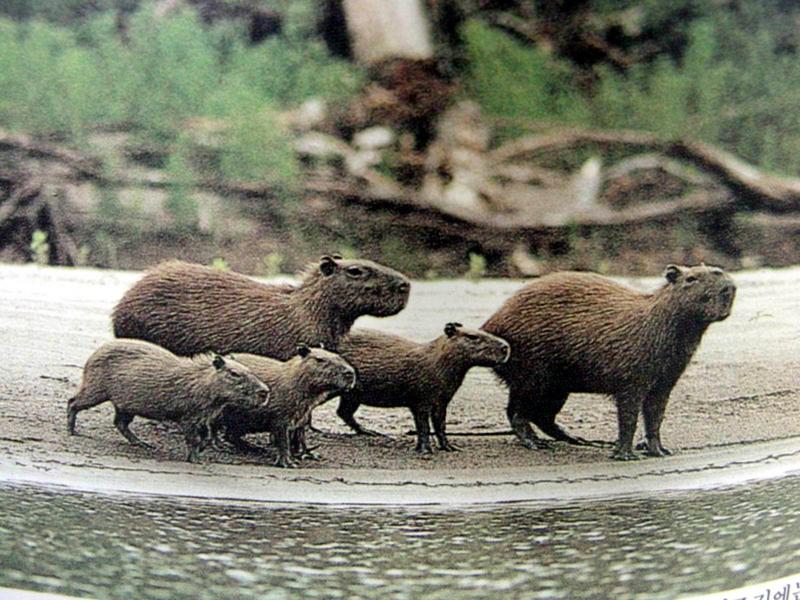 카피바라 Hydrochaeris hydrochaeris (Capybara); DISPLAY FULL IMAGE.