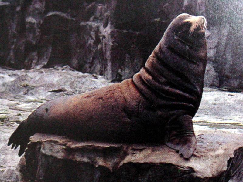 물개 Callorhinus ursinus (Northern Fur Seal); DISPLAY FULL IMAGE.