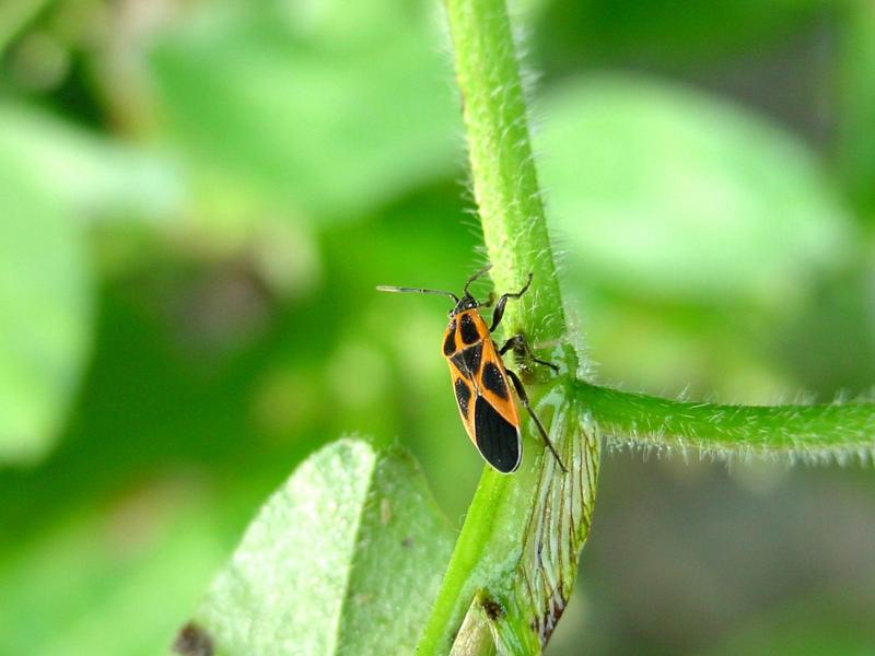 노린재::긴노린재::십자무늬긴노린재 - Tropidothorax cruciger (Motschulsky) - Milkweed bug; DISPLAY FULL IMAGE.