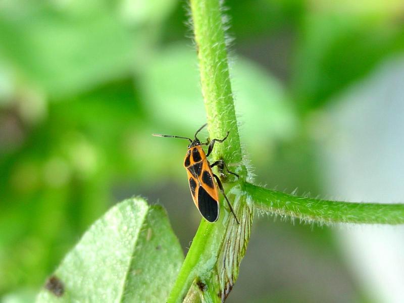 노린재::긴노린재::십자무늬긴노린재 - Tropidothorax cruciger (Motschulsky) - Milkweed bug; DISPLAY FULL IMAGE.