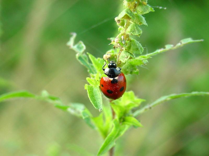 이슬을 머금은 칠성무당벌레 (Coccinella septempunctata) - Seven-spotted Ladybug; DISPLAY FULL IMAGE.