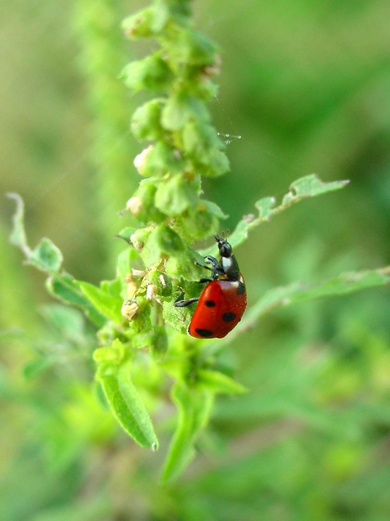 이슬을 머금은 칠성무당벌레 (Coccinella septempunctata) - Seven-spotted Ladybug; DISPLAY FULL IMAGE.