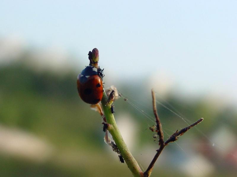 칠성무당벌레 (Coccinella septempunctata) - Seven-spotted Ladybug; DISPLAY FULL IMAGE.
