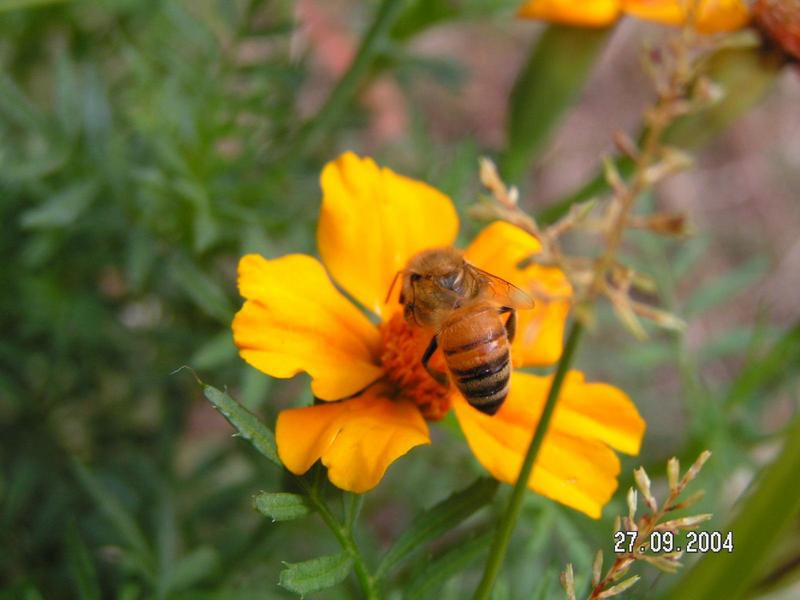 꿀벌; DISPLAY FULL IMAGE.
