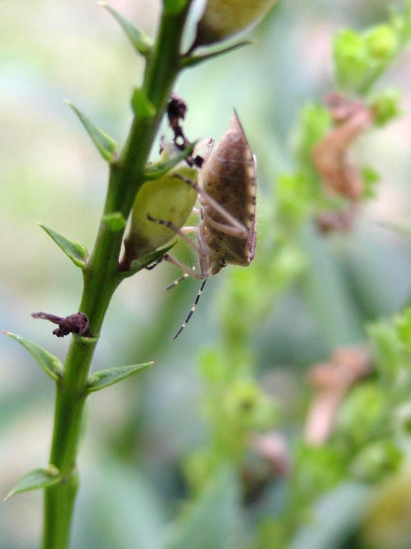 알락수염노린재, Dolycoris baccarum, Sloe Shieldbug / Sloe Bug; DISPLAY FULL IMAGE.
