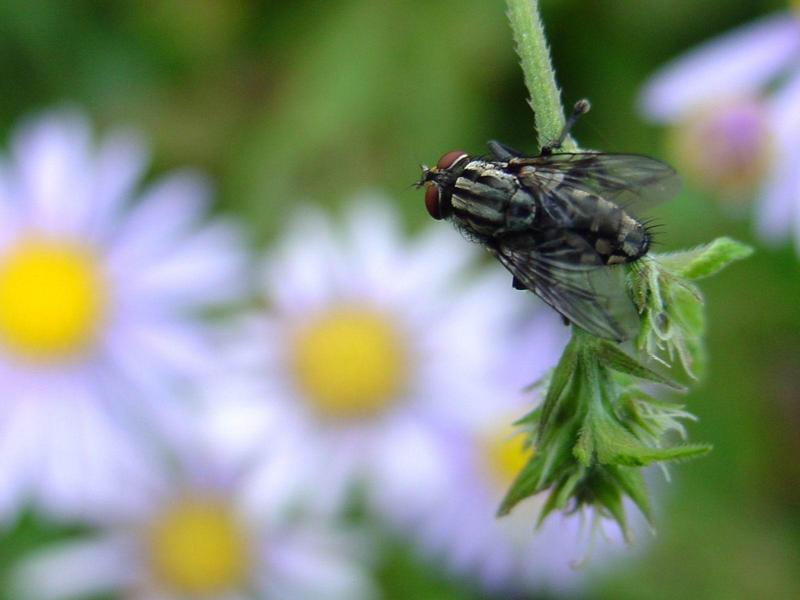 쉬파리 종류 -- 검정볼기쉬파리 Helicophagella melanura (flesh fly); DISPLAY FULL IMAGE.
