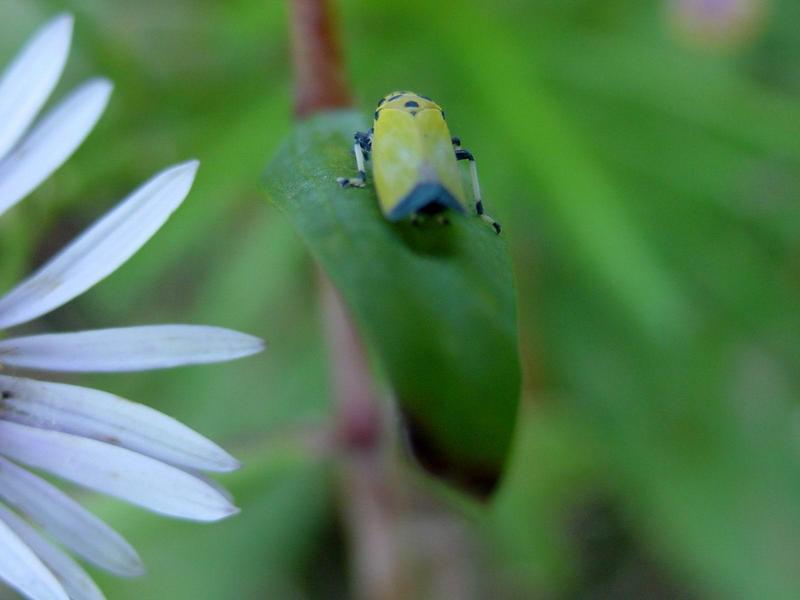 끝검은말매미충 (Bothrogonia japonica Ishihara) - Black-tipped leafhopper; DISPLAY FULL IMAGE.