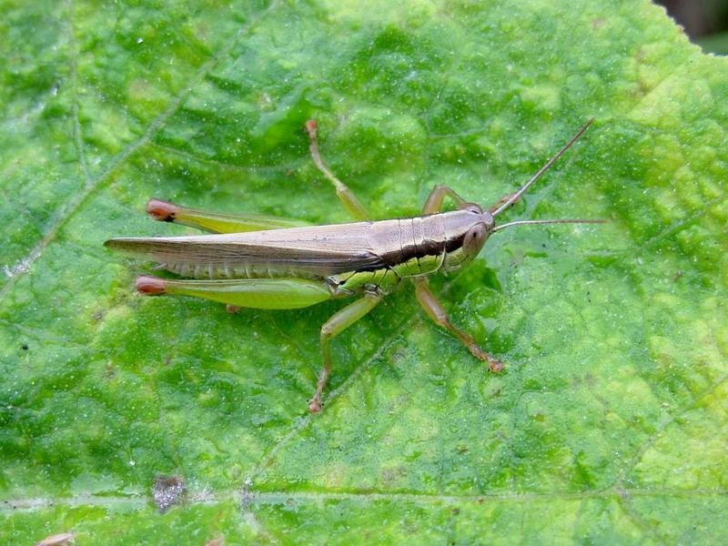 추석 아침의 메뚜기 (grasshopper); DISPLAY FULL IMAGE.