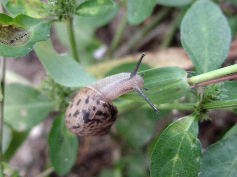 추석 아침의 달팽이(Korean Round Snail); DISPLAY FULL IMAGE.