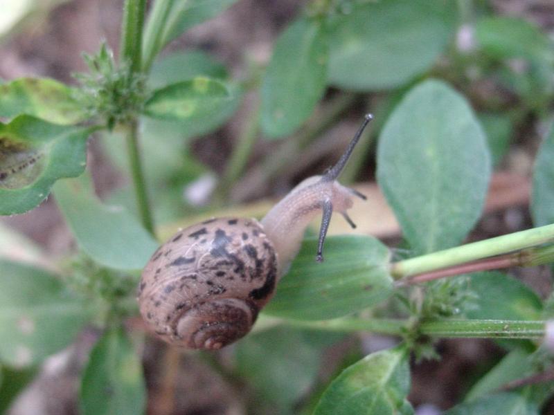 추석 아침의 달팽이(Korean Round Snail); DISPLAY FULL IMAGE.