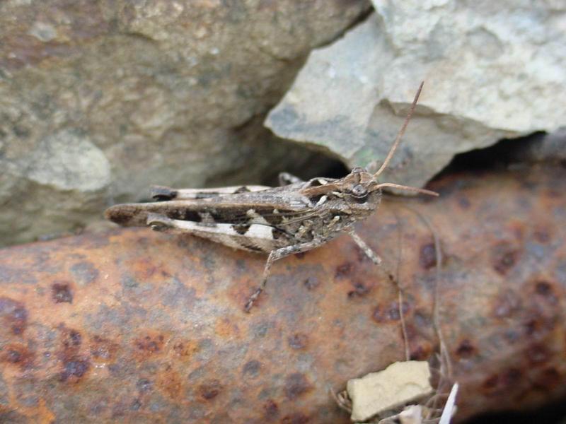 메뚜기 - 송장메뚜기? -- 팥중이 Oedaleus infernalis (Band-winged Grasshopper); DISPLAY FULL IMAGE.