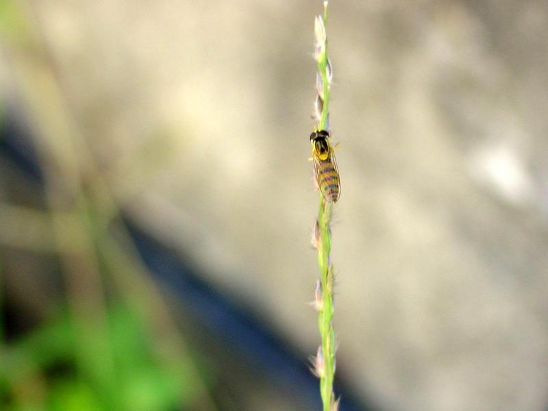 꽃등에 종류 -- 호리꽃등에 Episyrphus balteatus (Marmelade hoverfly); DISPLAY FULL IMAGE.