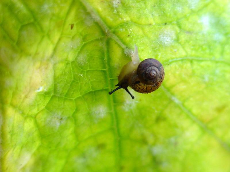작은 크기의 달팽이 (Korean Round Snail); DISPLAY FULL IMAGE.