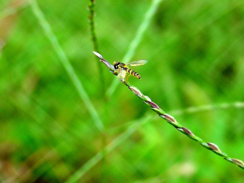 꽃등에 종류 -- 쟈바꽃등에 Allograpta javana (Javan hoverfly); DISPLAY FULL IMAGE.
