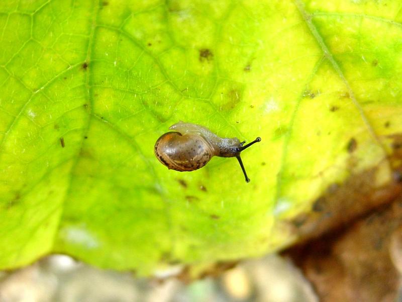 작은 크기의 달팽이 (Korean Round Snail); DISPLAY FULL IMAGE.