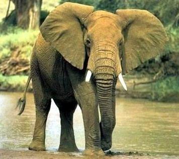 아프리카코끼리 (동물이름사전); Image ONLY